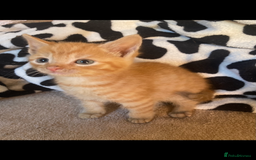 Maine Coon cats for sale: Maine coon x - Image 30