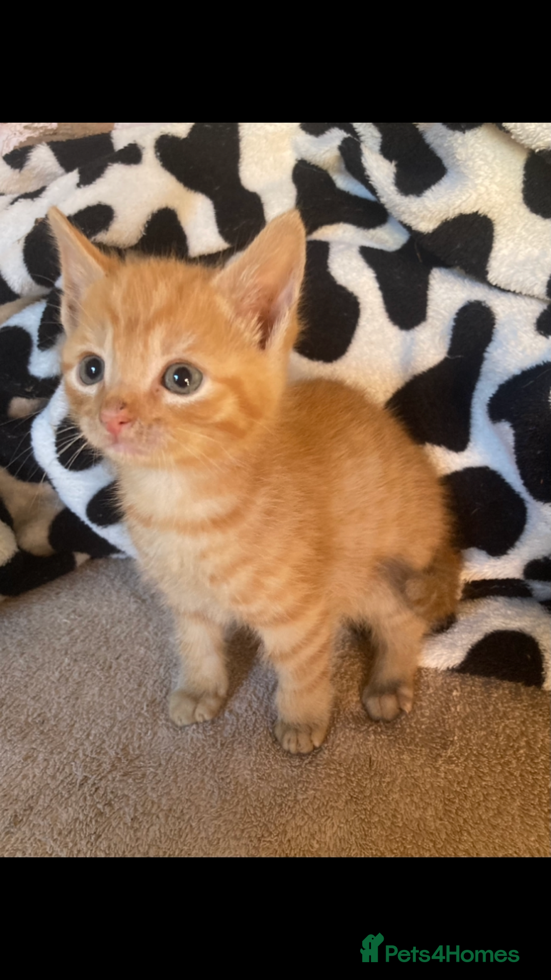 Maine Coon cats for sale: Maine coon x - Image 30