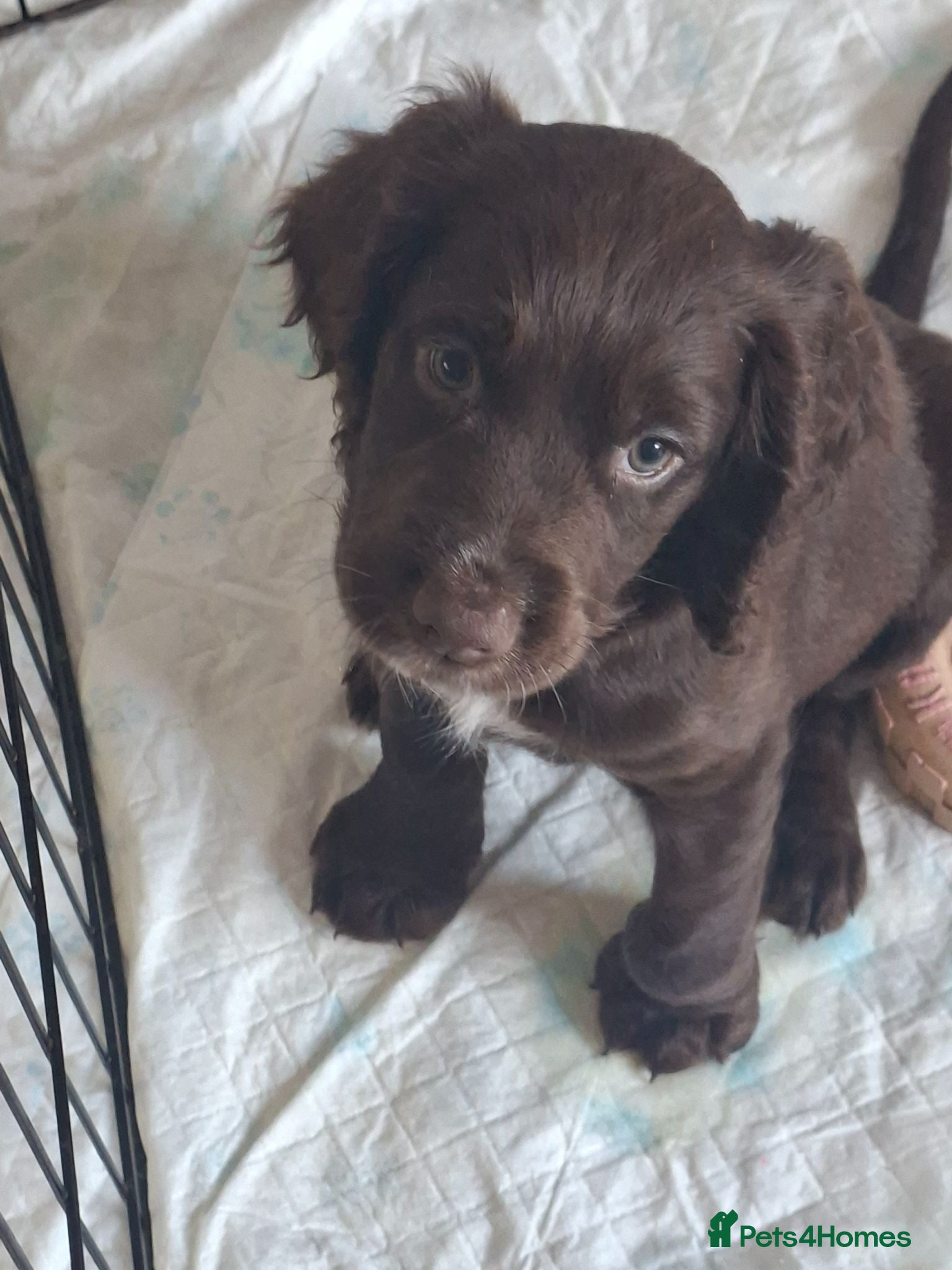 Cocker Spaniel dogs Ready now 1 chocolate boy - Advert 11