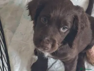 Cocker Spaniel dogs Ready now 1 chocolate boy - Advert 11