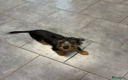 Mixed Breed dogs for sale: Yorkshire Terrier X dachshund  - Image 5