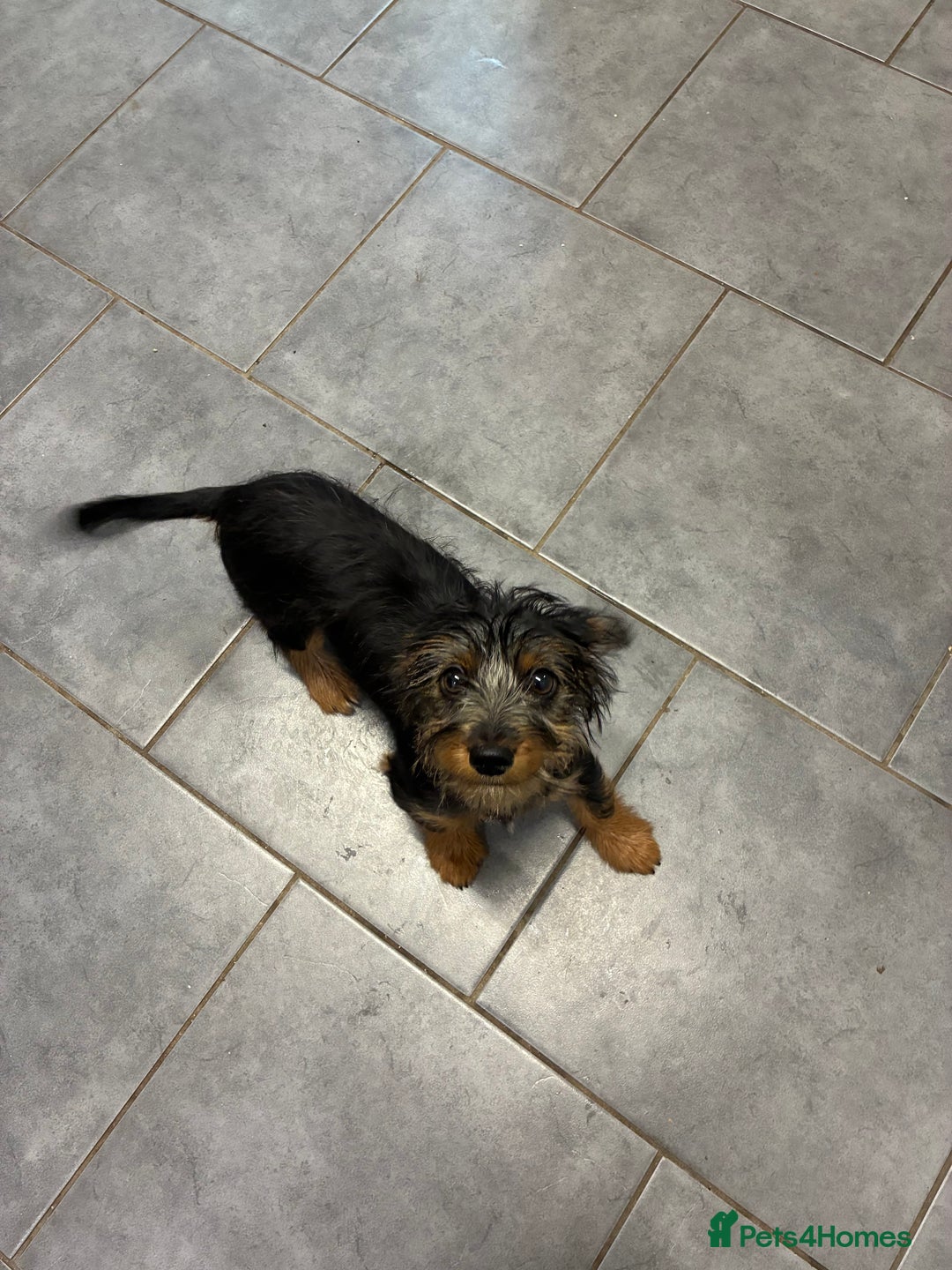 Mixed Breed dogs for sale: Yorkshire Terrier X dachshund  - Image 5