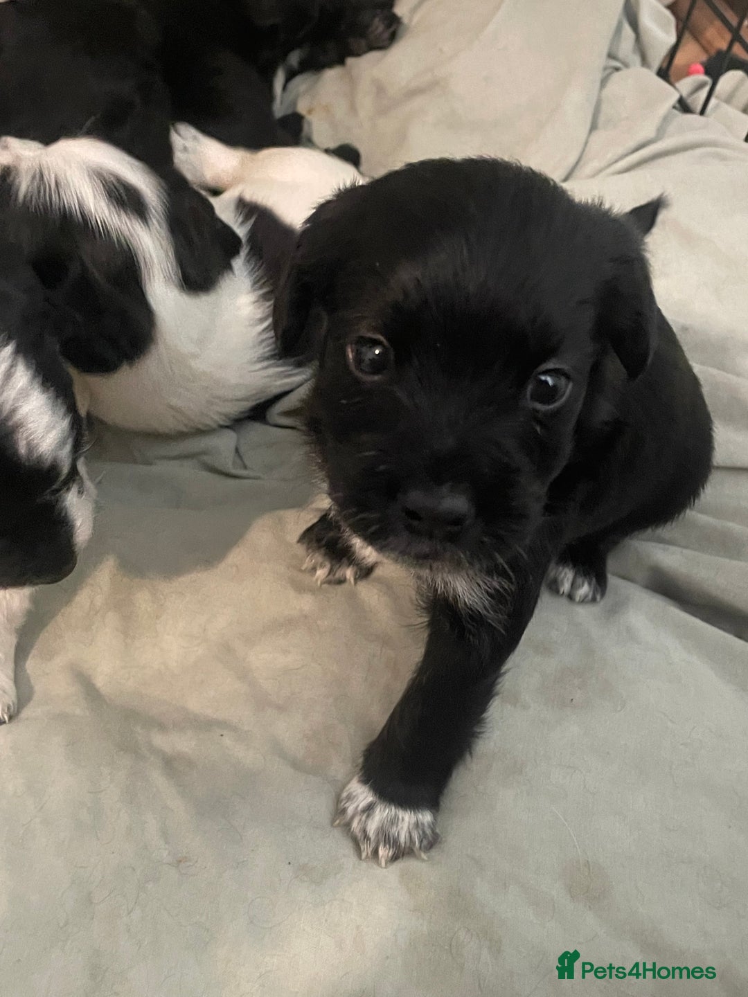 Mixed Breed dogs for sale: Gorgeous cockapoo puppies  - Advert 5