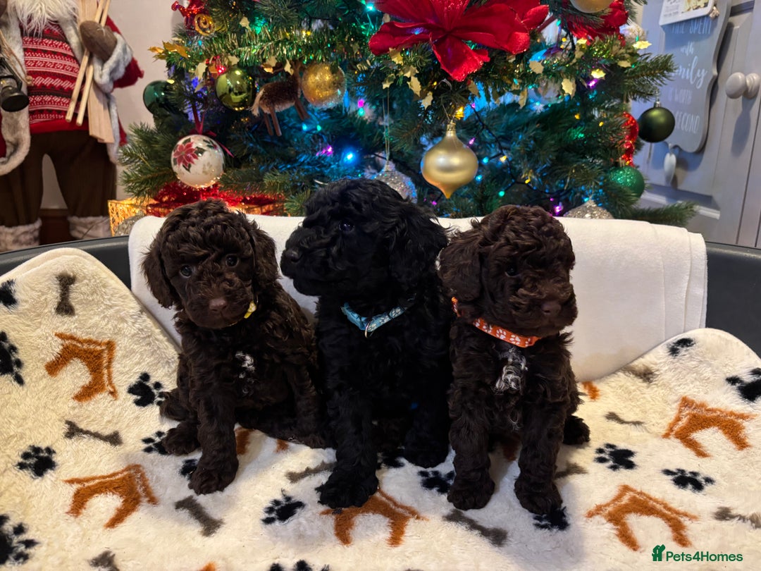 Miniature Poodle dogs for sale: 🐾 Beautiful Miniature Poodle Puppies Available🐾 - Advert 6