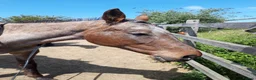 Appaloosa horses for sale: 15.3 Appaloosa mare - Advert 7