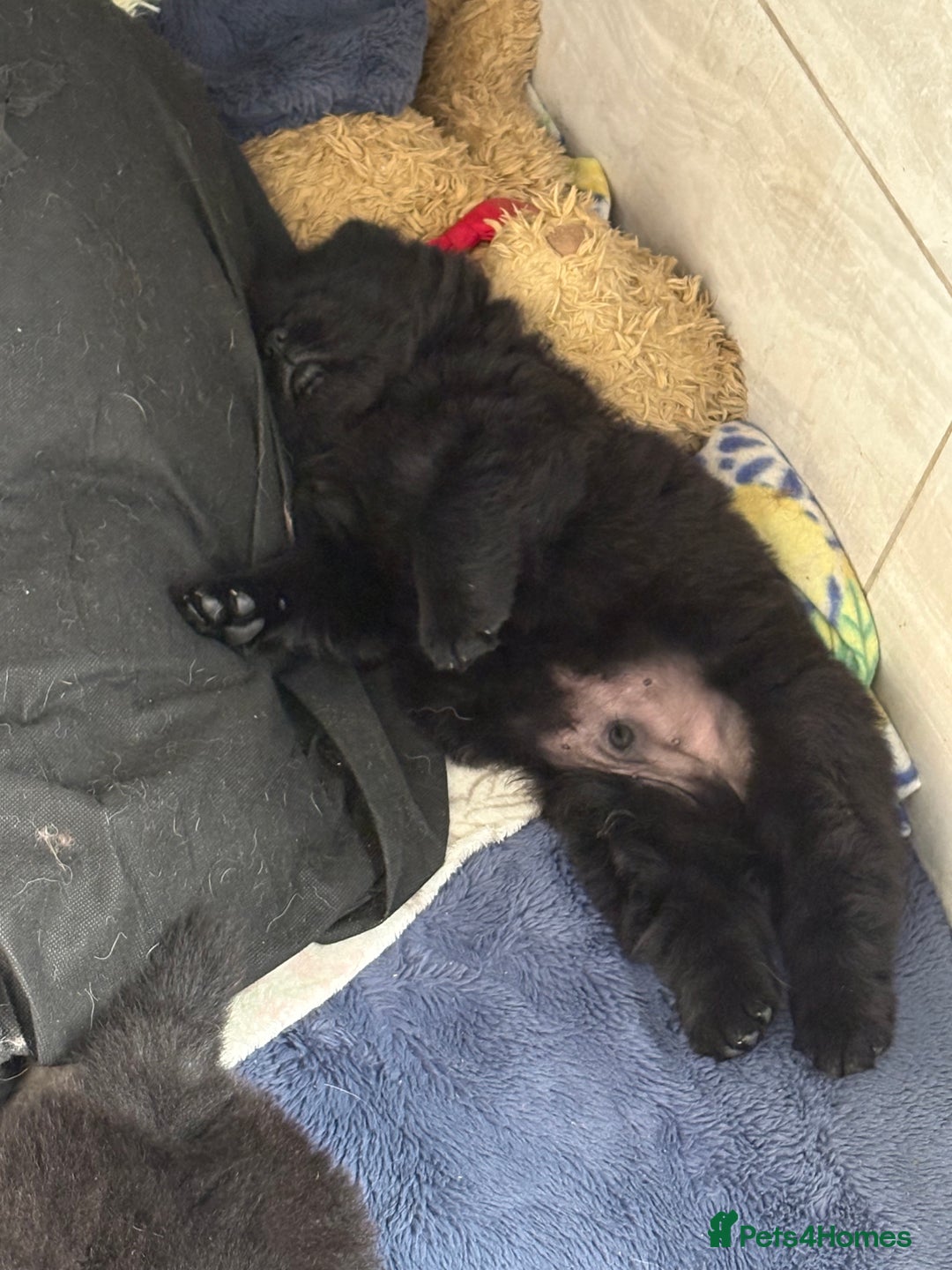 Chow Chow dogs for sale: One boy chow chow puppy  - Image 7