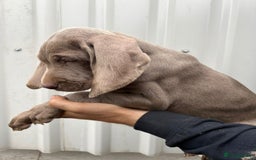 Weimaraner dogs for sale: Stunning Weimaraner pups (KC Registered pedigree)  - Image 17