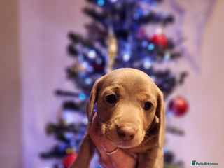 Miniature Dachshund dogs Stunning miniature dachshund puppies - Advert 10