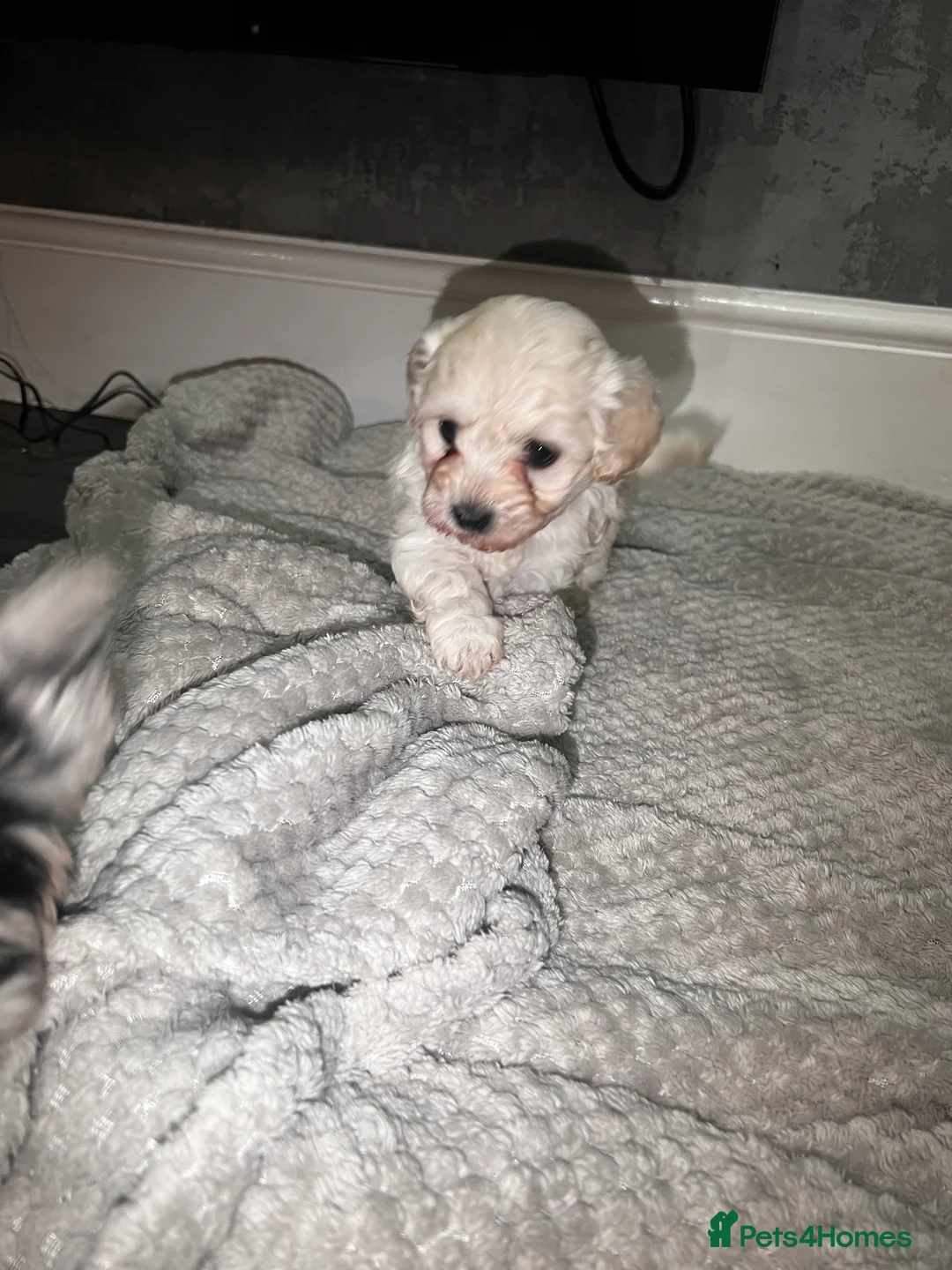 Maltipoo dogs for sale: STILL AVAILABLE!!! Stunning F1 Maltipoos  - Advert 21
