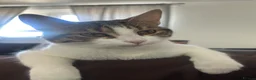 Brazilian Shorthair cats for sale: Brittle short hair for sale  - Advert 5