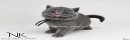 British Shorthair cats for sale: 10 Week old GCCF REG BSH KITTENS  - Advert 4