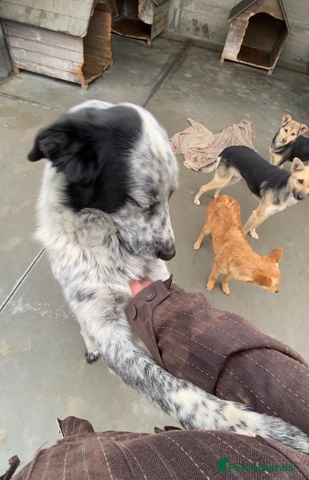 Mixed Breed dogs for adoption: Spot, 2 yrs approx. Available for adoption. - Advert 3