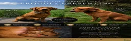 Labrador Retriever dogs for sale: Dark Fox Red Labrador Puppies – Exceptional Lines in Saint Helens - Advert 11