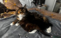 Maine Coon cats for sale: 1 BLACK SMOKE BOY 1 TORTIE GIRL MAINE COON KITTENS - Image 27