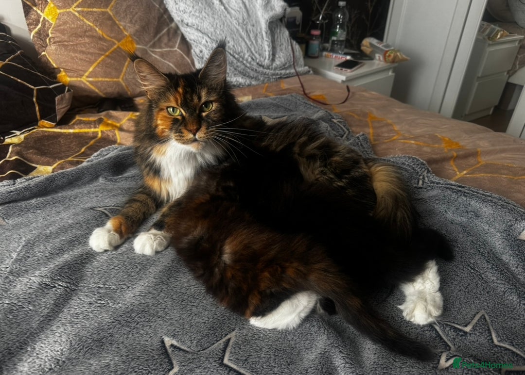 Maine Coon cats for sale: 1 BLACK SMOKE BOY 1 TORTIE GIRL MAINE COON KITTENS - Image 27