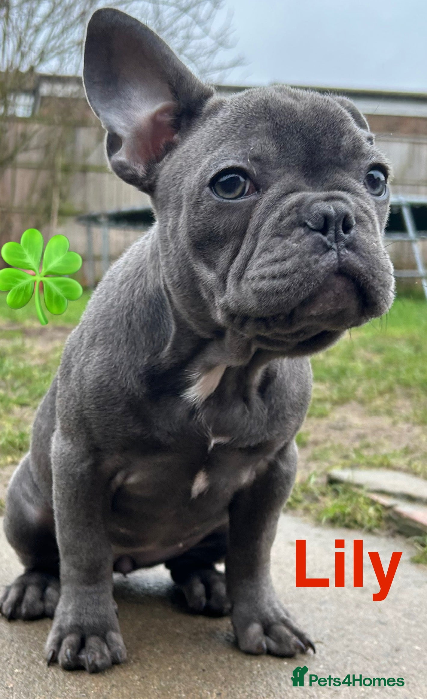 French Bulldog dogs French Bulldog Blue Girl 14 weeks old ! Last one - Advert 19