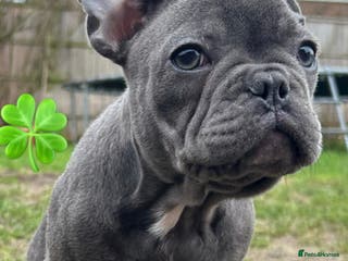 French Bulldog dogs French Bulldog Blue Girl 14 weeks old ! Last one - Advert 11