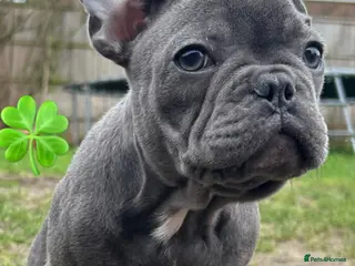 French Bulldog dogs French Bulldog Blue Girl 14 weeks old ! Last one - Advert 6