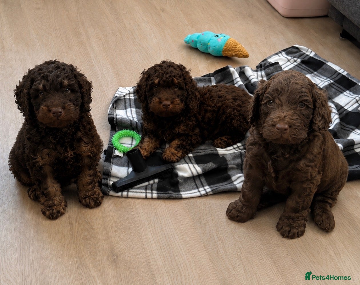 Cockapoo dogs Gorgeous F1 cockapoo puppies  - Advert 1