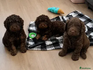 Cockapoo dogs Gorgeous F1 cockapoo puppies - Advert 1