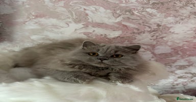 British Shorthair cats - Advert 10