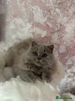 British Shorthair cats - Advert 10