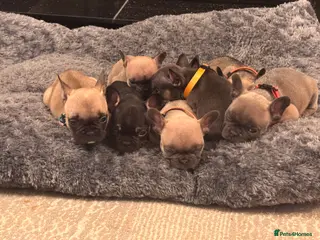 French Bulldog dogs 🐾 Adorable French Bulldog Puppies 🐾 - Advert 12