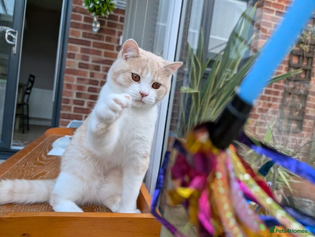 British Shorthair cats for sale: 🐻‍❄️*Quality Bsh kittens*check prices*only 2left* - Advert 6