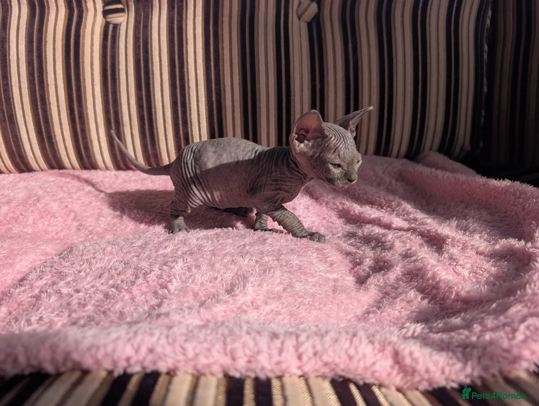 Sphynx cats for sale: Ready for reservation  - Advert 17
