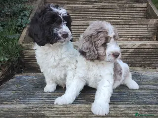Cockapoo dogs Cockapoo Puppies F1 - Advert 2