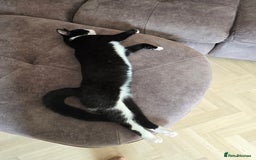 Domestic Shorthair cats for sale: Kittens - Image 7