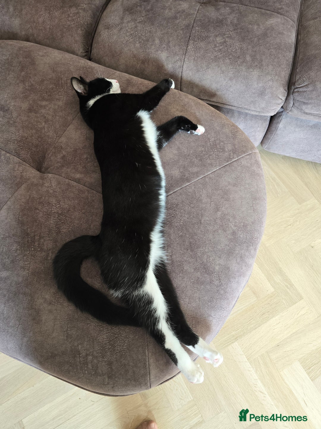 Domestic Shorthair cats for sale: Kittens - Image 7
