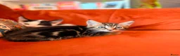 Russian Blue cats for sale: I have 5 beautiful kittens available  - Advert 8