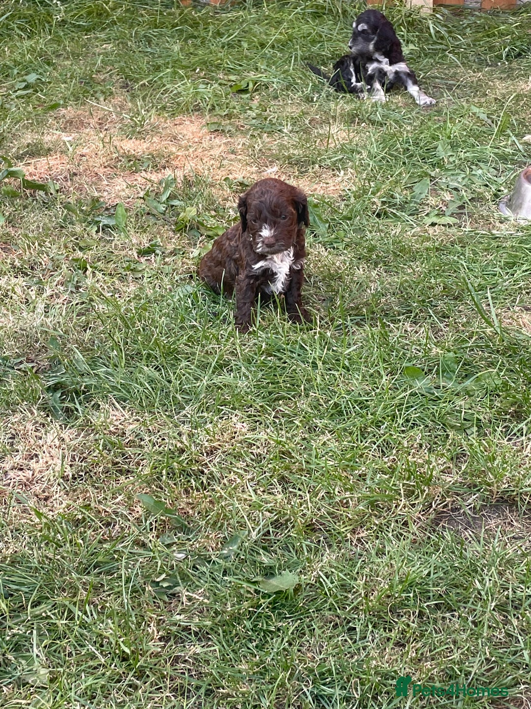 Cockapoo dogs for sale: Ready now! Cockapoo puppies F1 3 girls 2 boys - Image 10