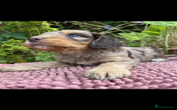 Cockapoo dogs for sale: Cockapoo puppies beautiful colours  - Image 13