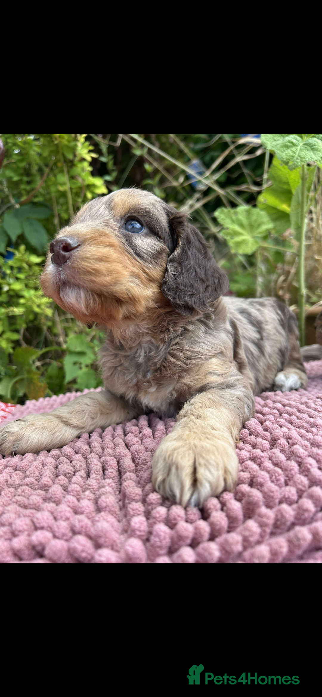Cockapoo dogs for sale: Cockapoo puppies beautiful colours  - Image 13