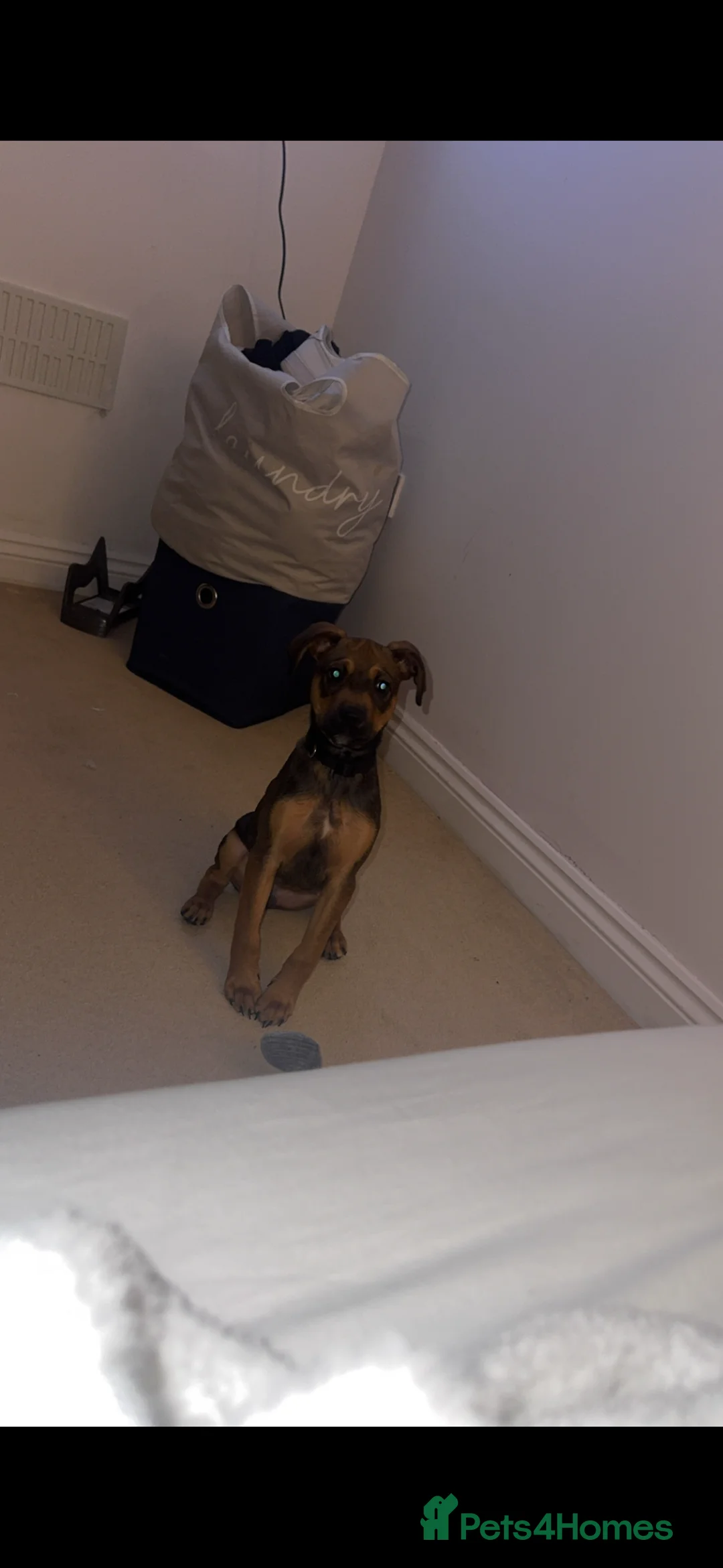 Springador dogs for sale: Freddie  - Advert 5