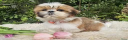 Shih Tzu dogs for sale:  💞 PURE STANDARD SHIH TZU 💕 - Advert 23