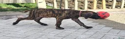Great Dane dogs for sale: ONLY 1 GIRL LEFT-BRINDLE GREAT DANES-FULLY VAX'D - Advert 9