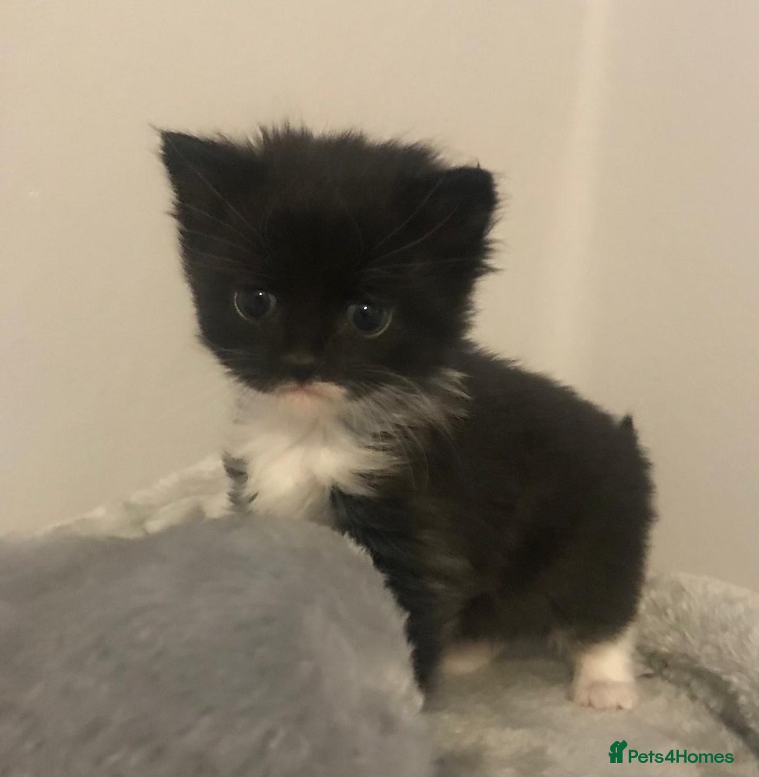 Mixed Breed cats for sale: Adorable half rag doll kittens  - Advert 10