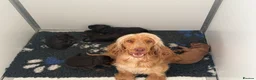 Cocker Spaniel dogs for sale: Show type cocker spaniels  - Advert 1