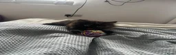 Mixed Breed cats for sale: Kitten for sale - Advert 8