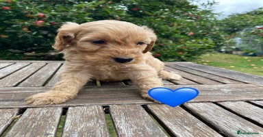 Cockapoo dogs - Advert 9