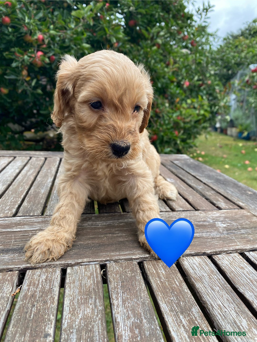 Cockapoo dogs for sale: F1 TEDDY BEAR SABLE COCKAPOOS. - Image 3