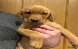 Labrador Retriever dogs for sale: KC registered red Labrador pups bitches only  - Image 13
