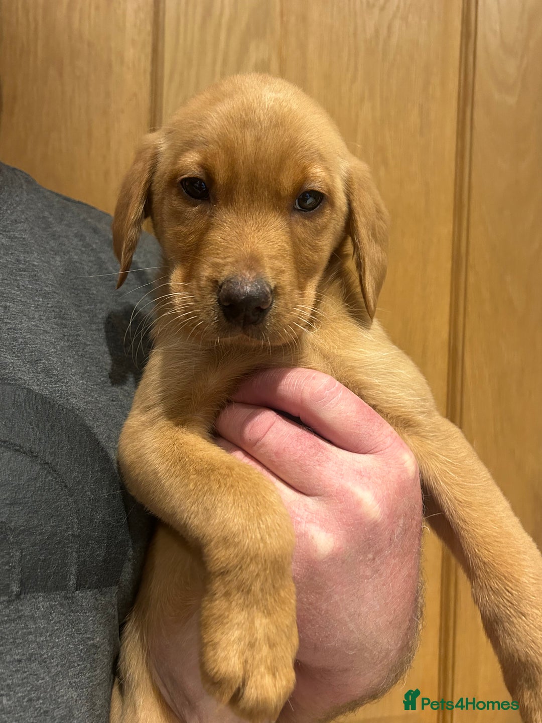 Labrador Retriever dogs for sale: KC registered red Labrador pups bitches only  - Image 13