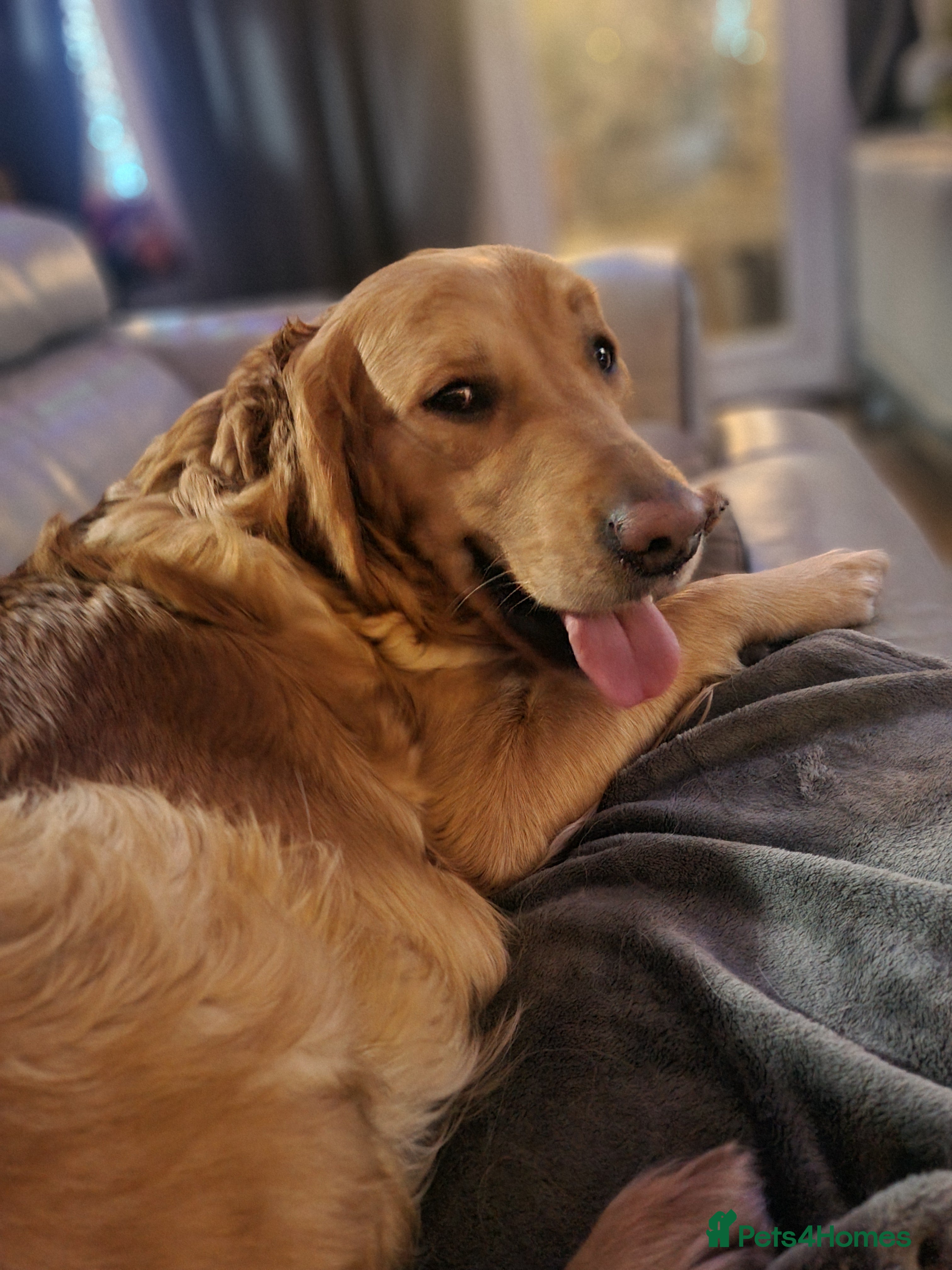 Golden Retriever dogs KC GOLDEN RETRIEVER PUPPIES  - Advert 15