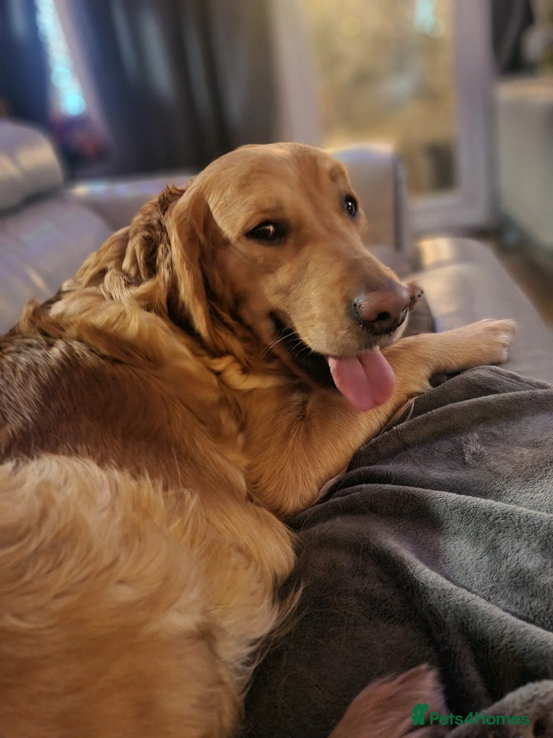 Golden Retriever dogs for sale: KC GOLDEN RETRIEVER PUPPIES  - Advert 1