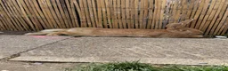 Continental Giant rabbits for sale: READY NOW.. 1 Beautiful Giant Doe left - Advert 10