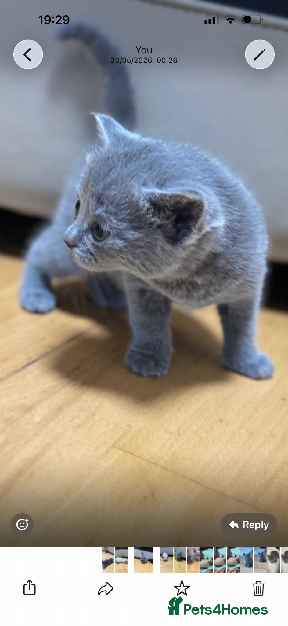 British Shorthair cats for sale: 3beautiful girls ready to find their forever home  - Advert 6